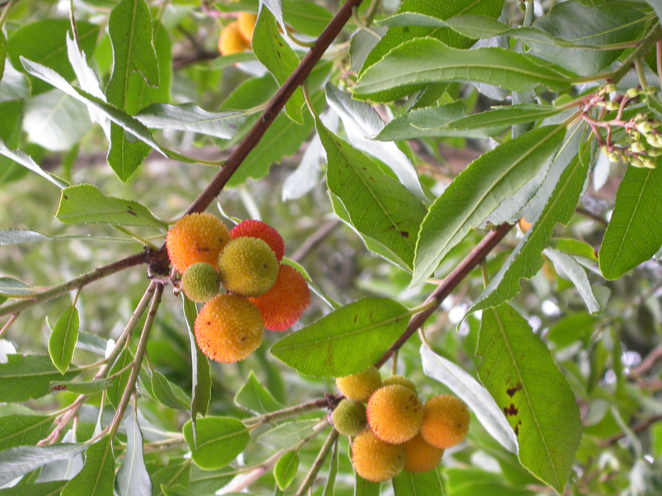 Wandern auf Ischia. Erdbeerbaum